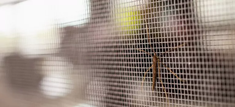 Repair Mosquito Mesh For Windows in Palm Valley, FL